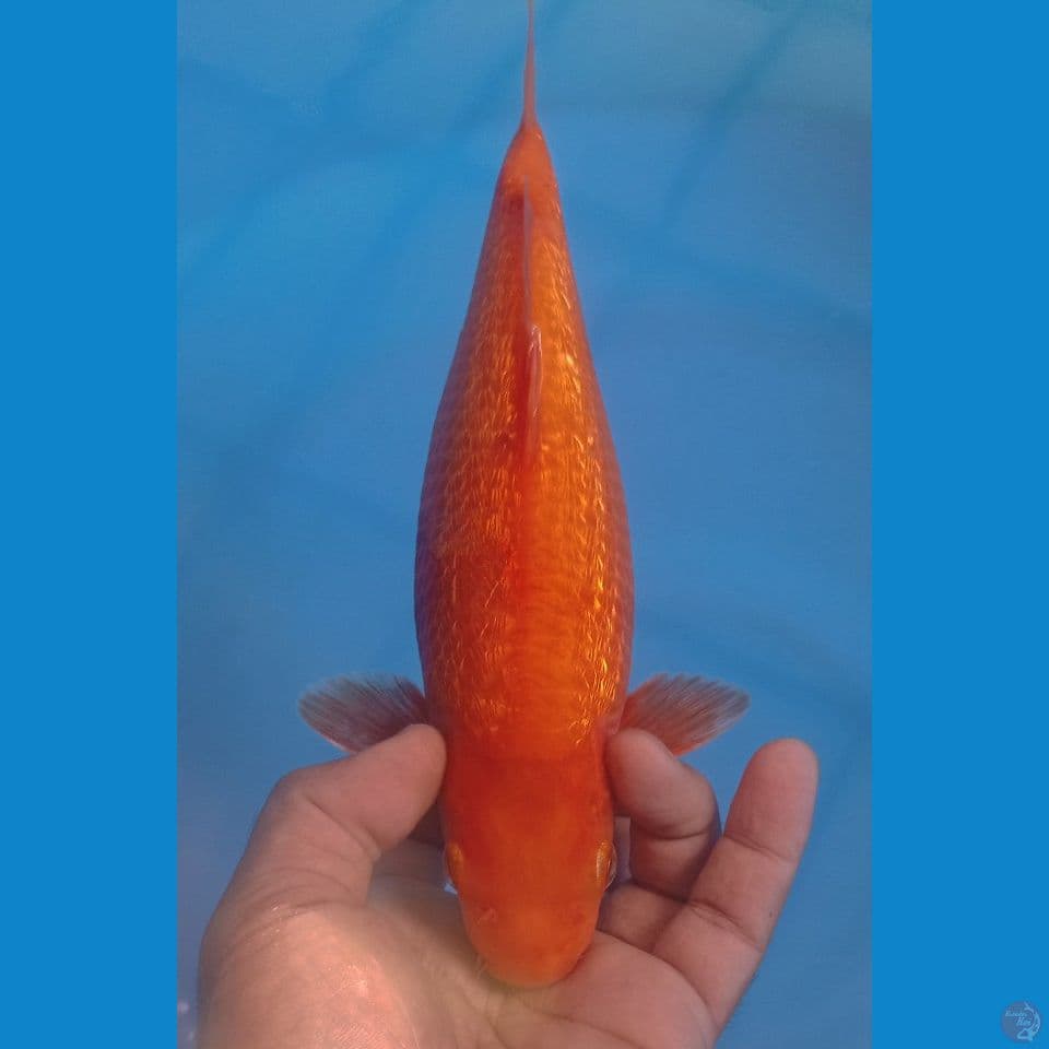 RED KARASI 30CM