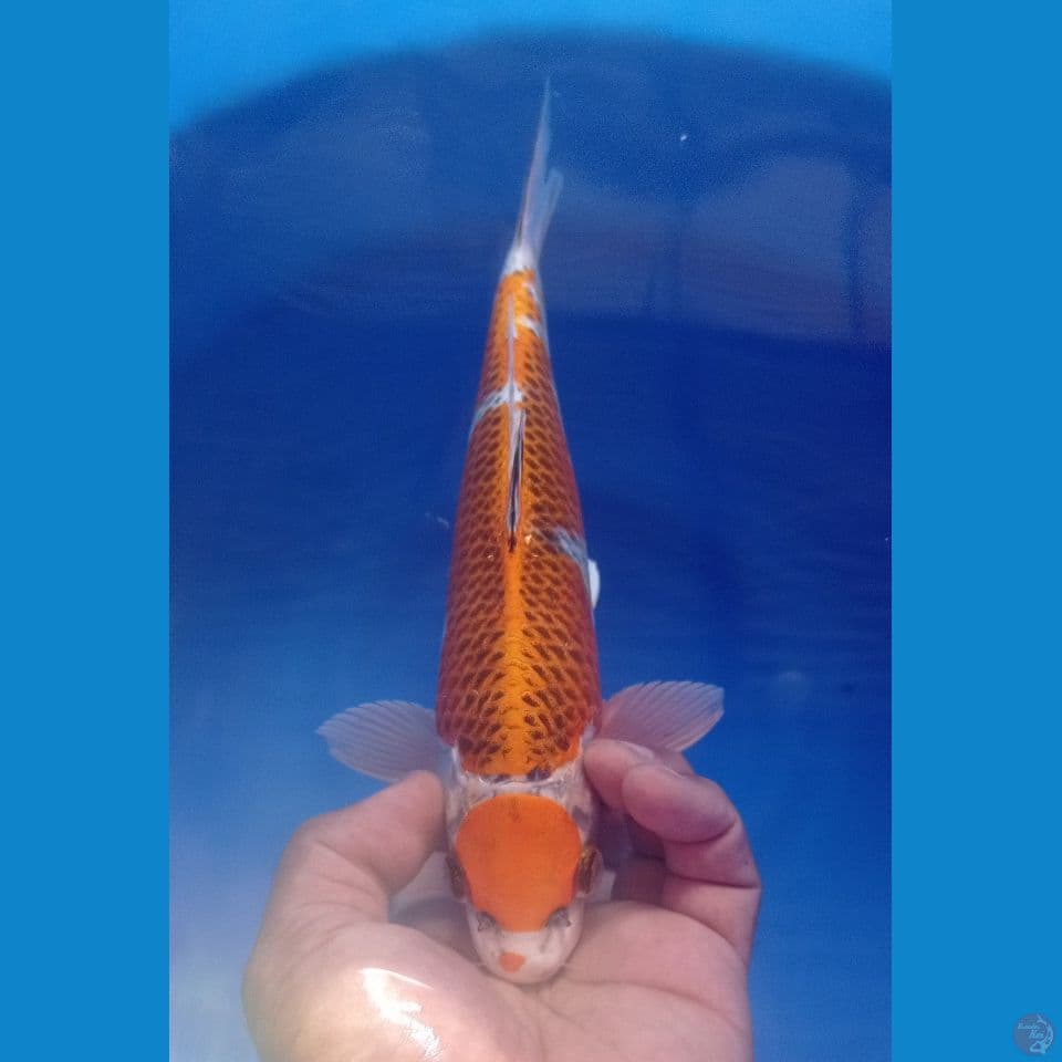 MARUTEN 30CM
