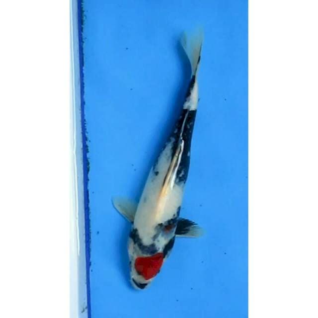 TANCHO SHOWA 30CM