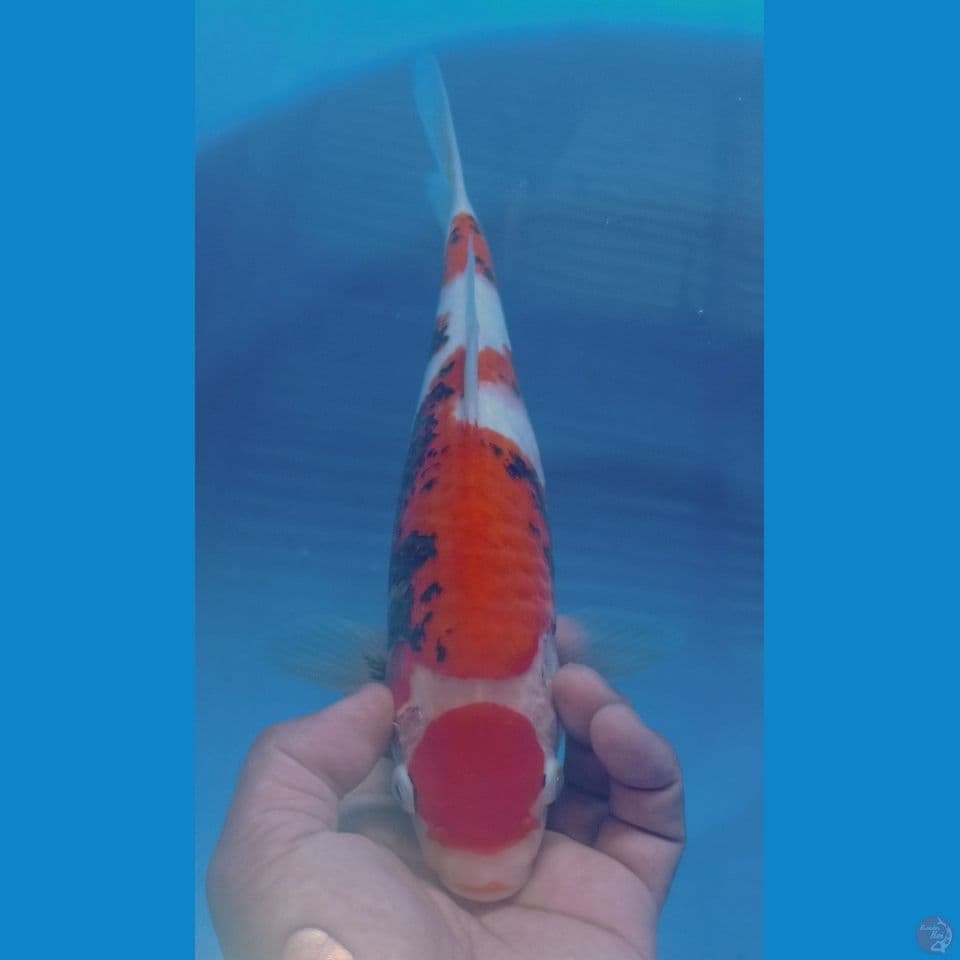 MATSUKAWA 32CM