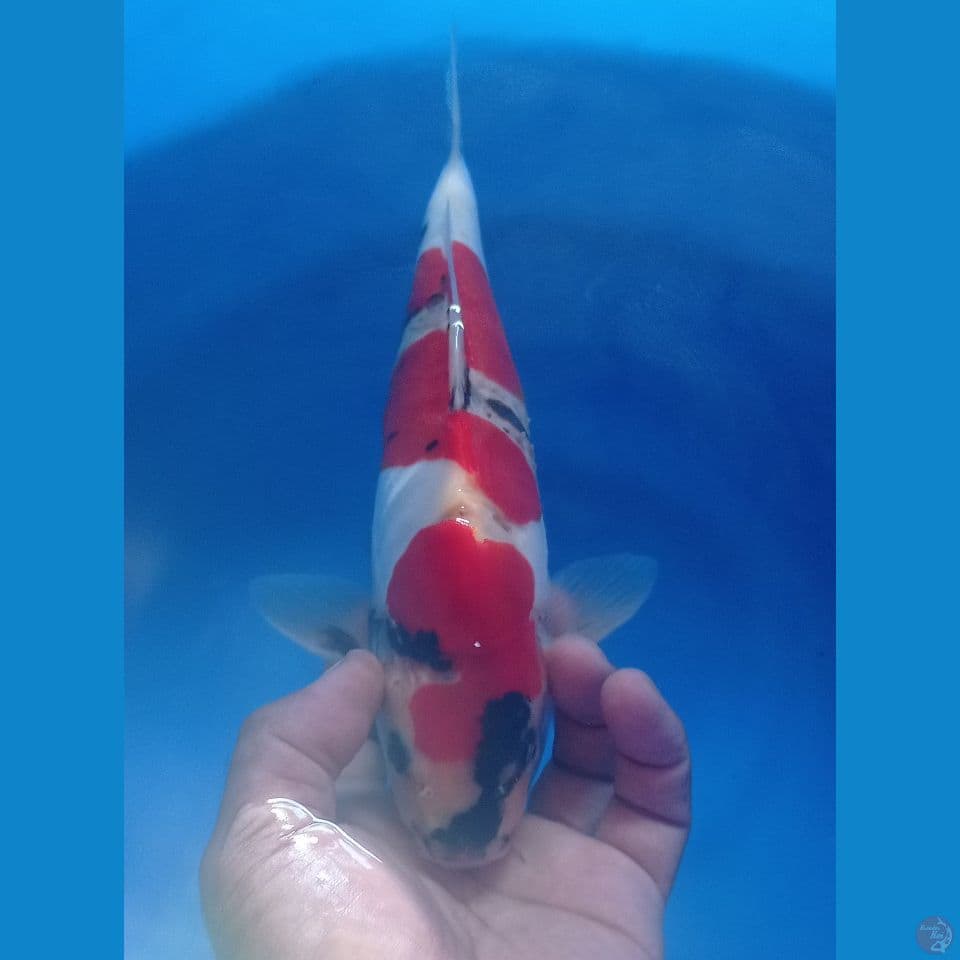 SHOWA DOITSU 30CM