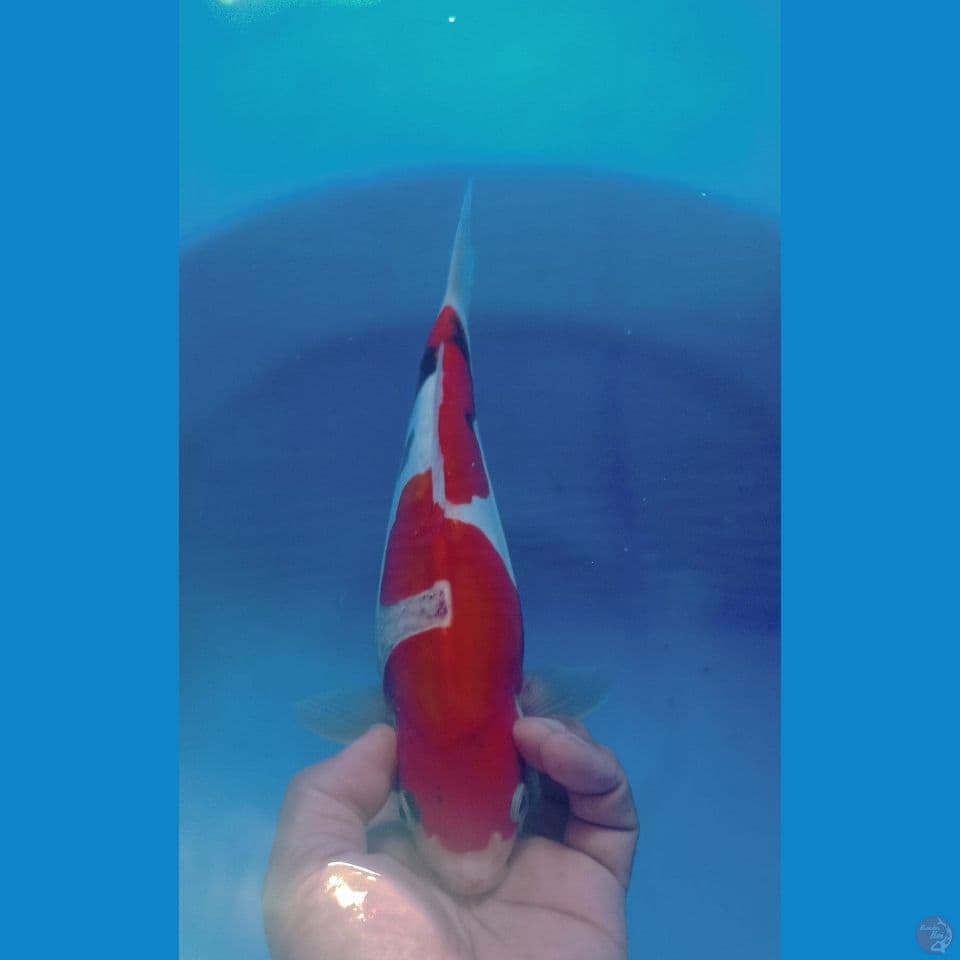 SHOWA DOITSU 30CM