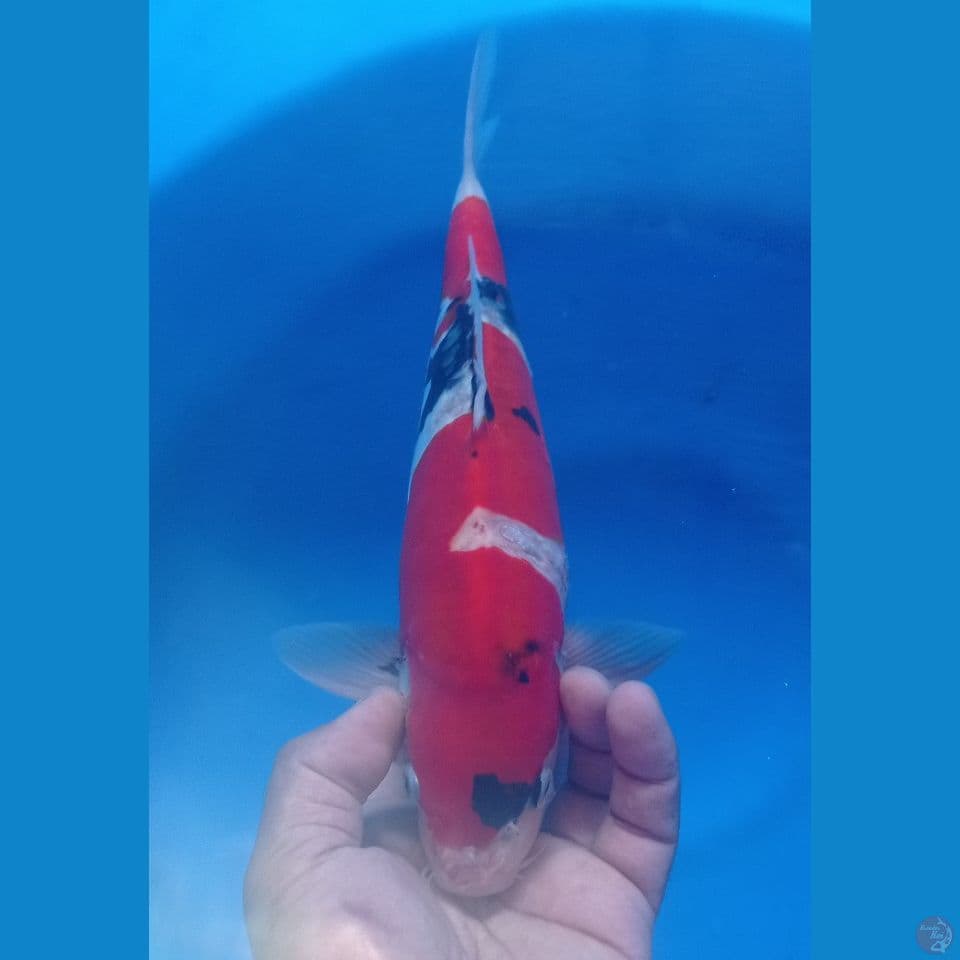 SHOWA DOITSU 33CM