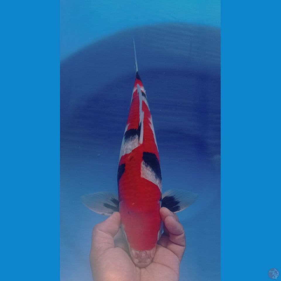 SHOWA 40CM