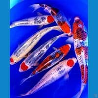 7 JUMBO GOSHIKI RACING 38-54CM