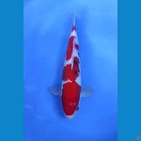 Sanke Original Quality 33cm Jantan 