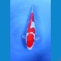 Doitsu Murni Original 32cm Betina 