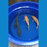Paket Soragoi & Karashi Breed KKF Joss Calon Jumbo Badak Air 28-29cm™
