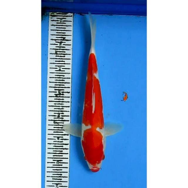 KOHAKU SISIK 32CM