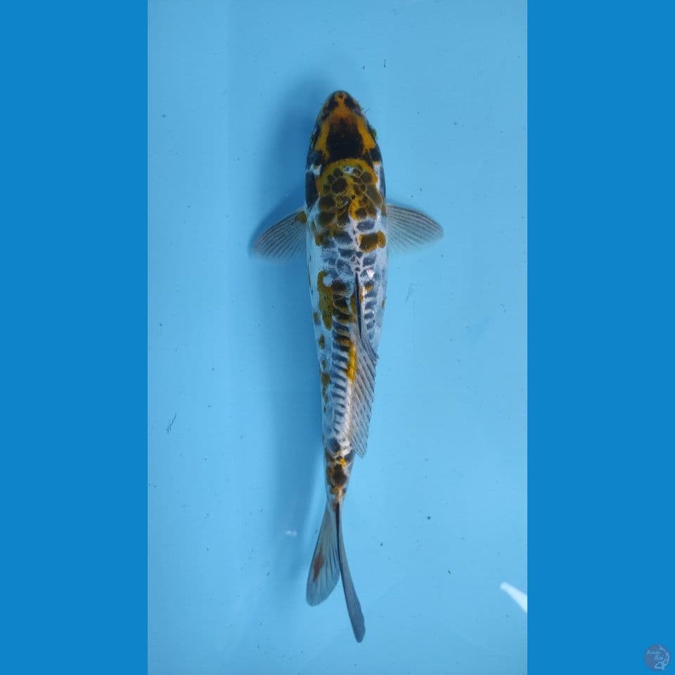 kind aragoke 29cm jantan