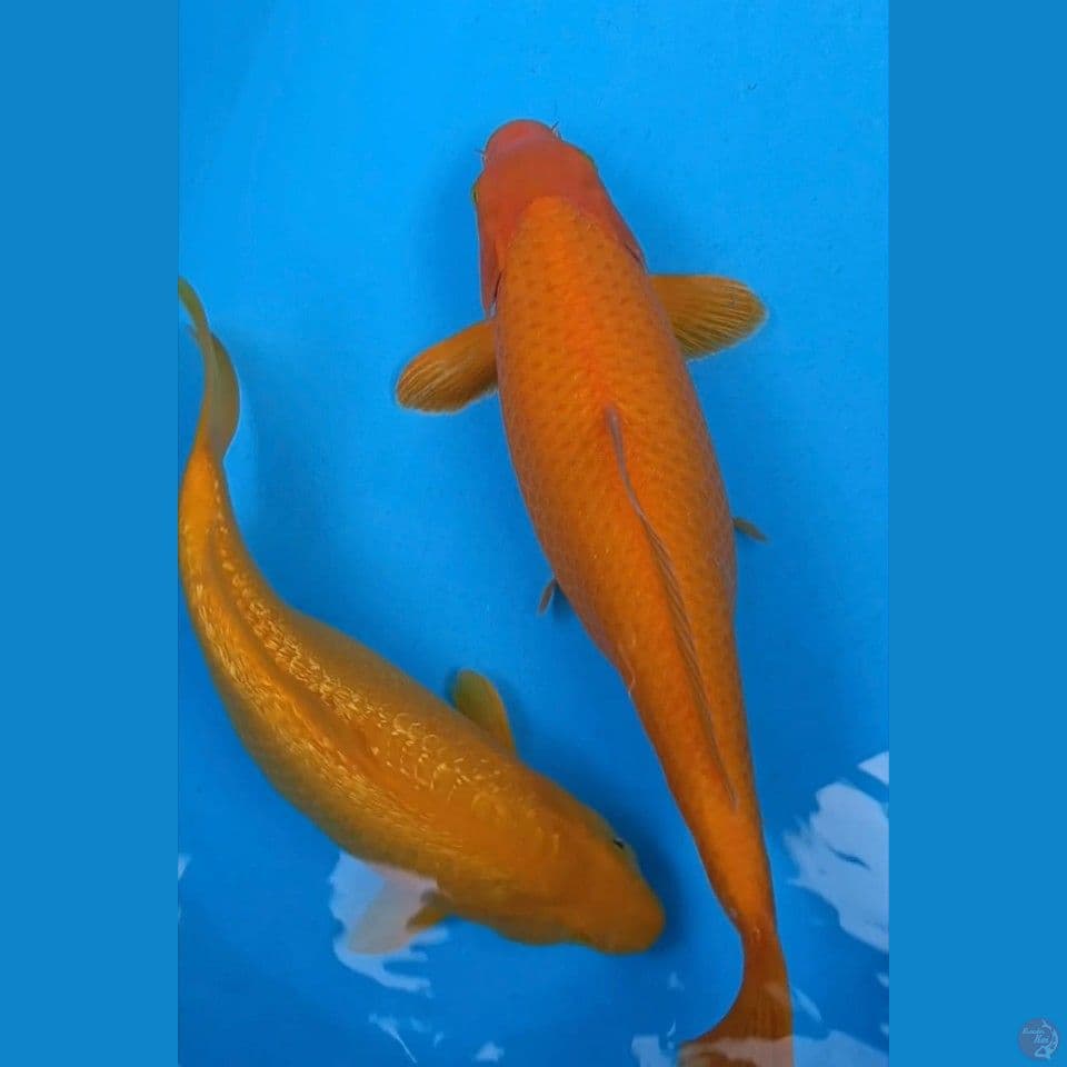 2 ekor karashi mata merah