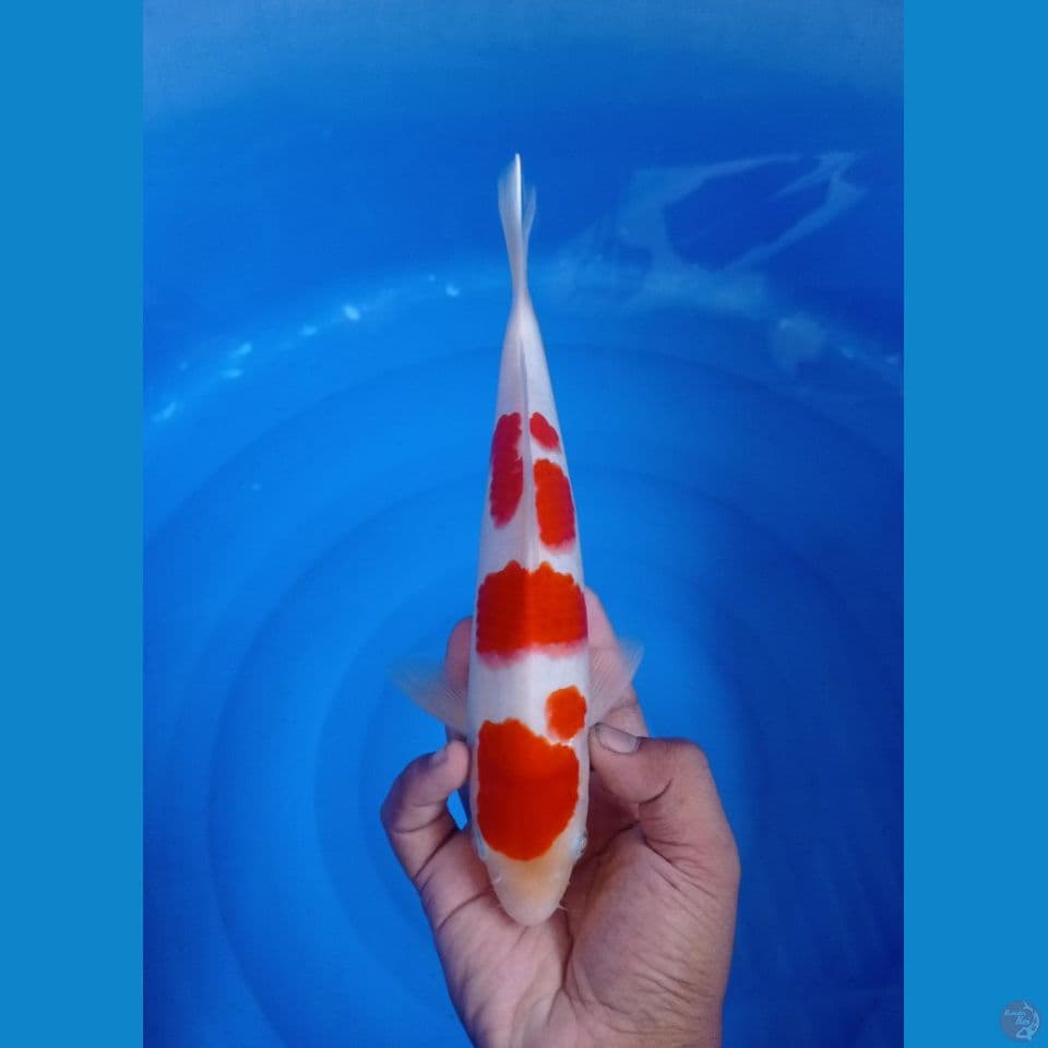 CS1_KOHAKU RED STRONG_27CM