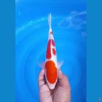CS1_KOHAKU_25CM