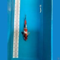 showa ginrin male 36cm ori no cut