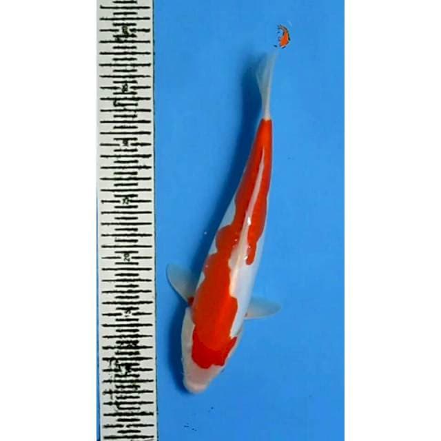 INAZUMA KOHAKU DOITSU 30CM