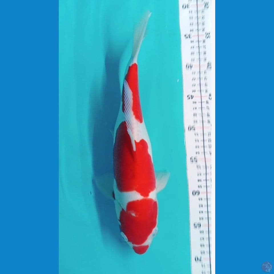 kohaku Doitsu 