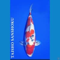 56 cm Indukan import sertifikat Taisho Sansoku 