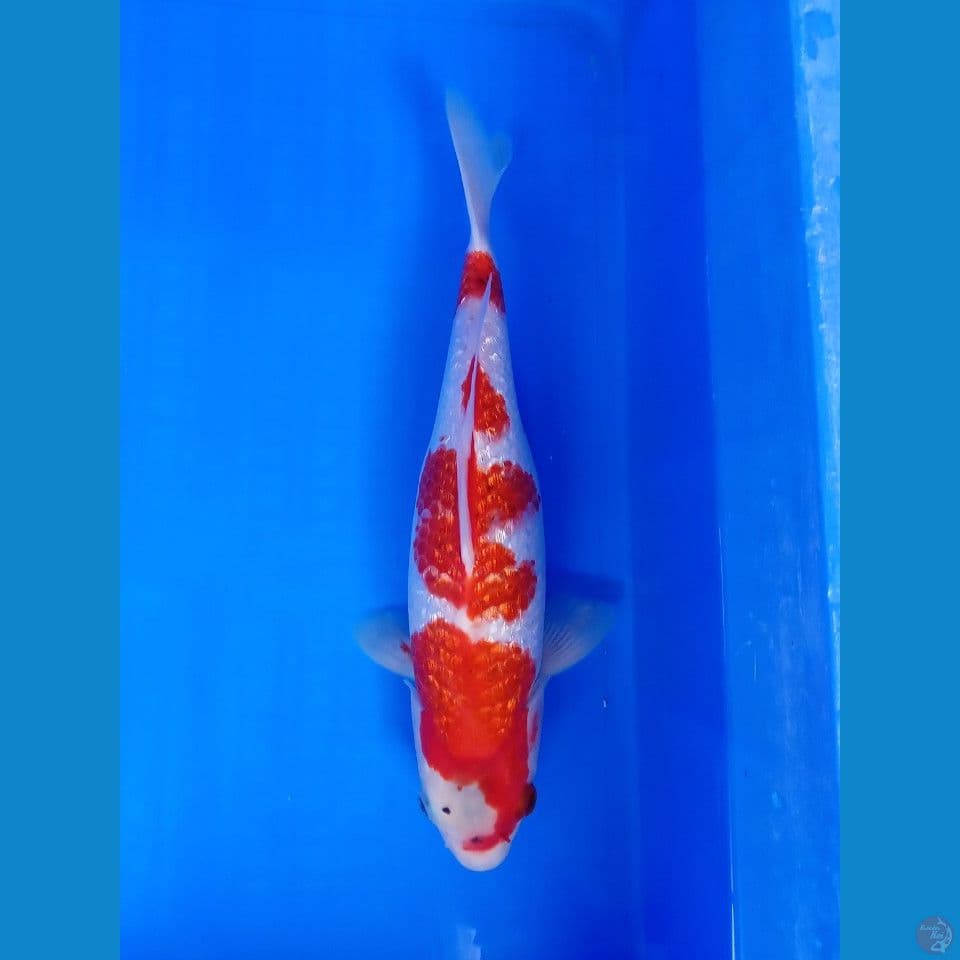 AI GOROMO GINRIN 32CM