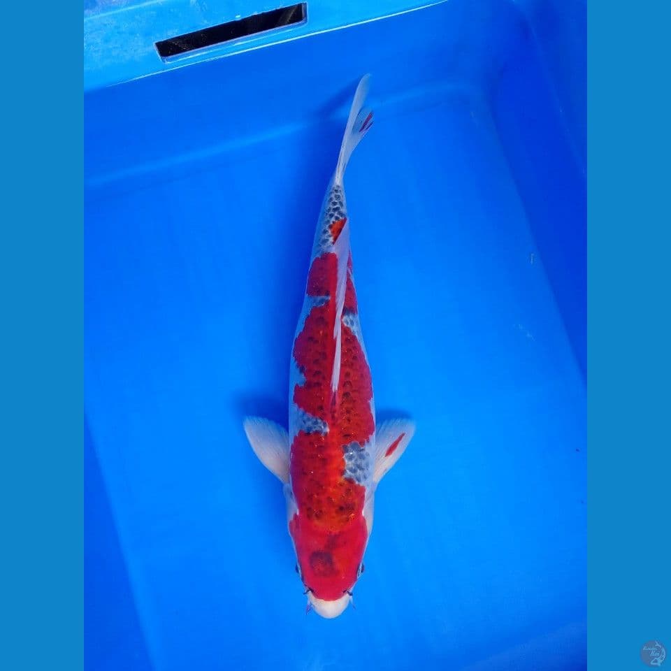 INAZUMA GOSHIKI 40CM