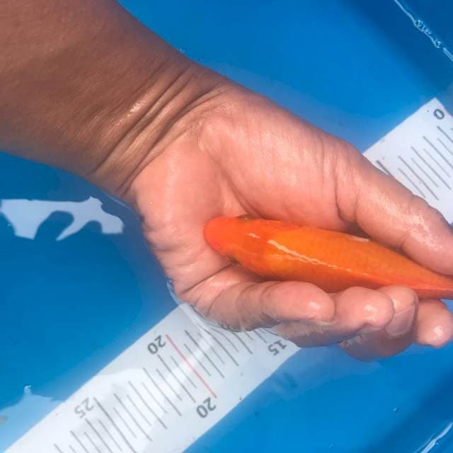 Orenji Ogon 10 ekor
