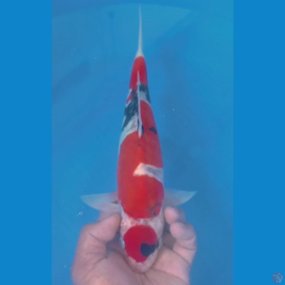 SHOWA DOITSU 32CM