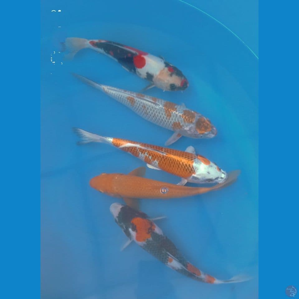 MIX 30CM