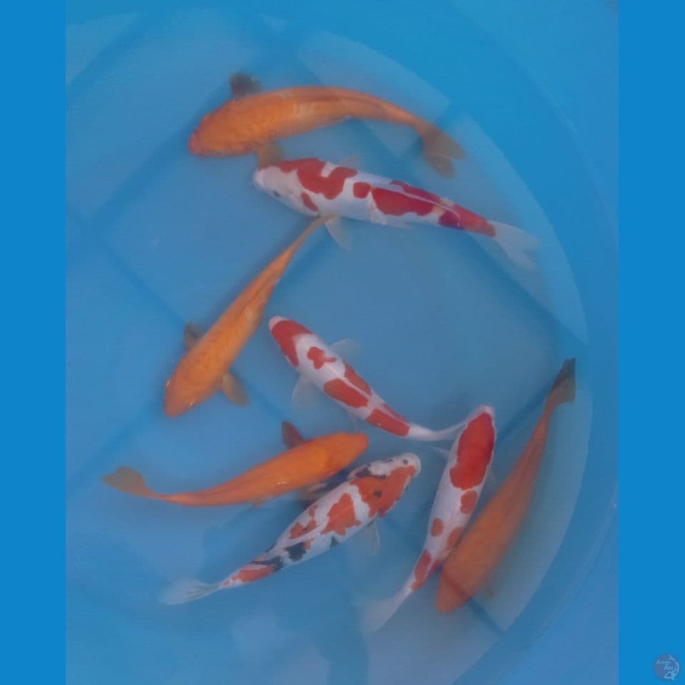 MIX DOITSU 25CM