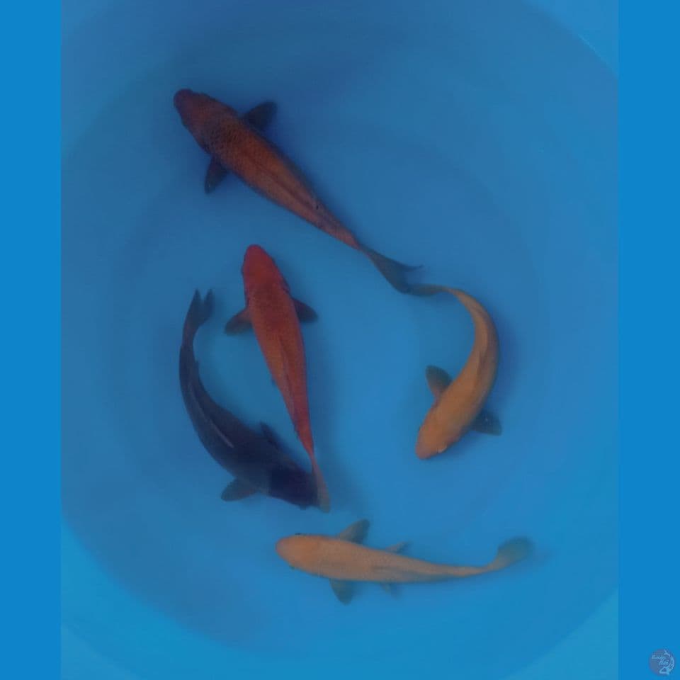 MIX KARAMEL 25CM