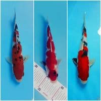 sanke merah strong dkk 22 23 25.cm