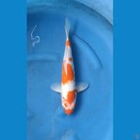 Kohaku