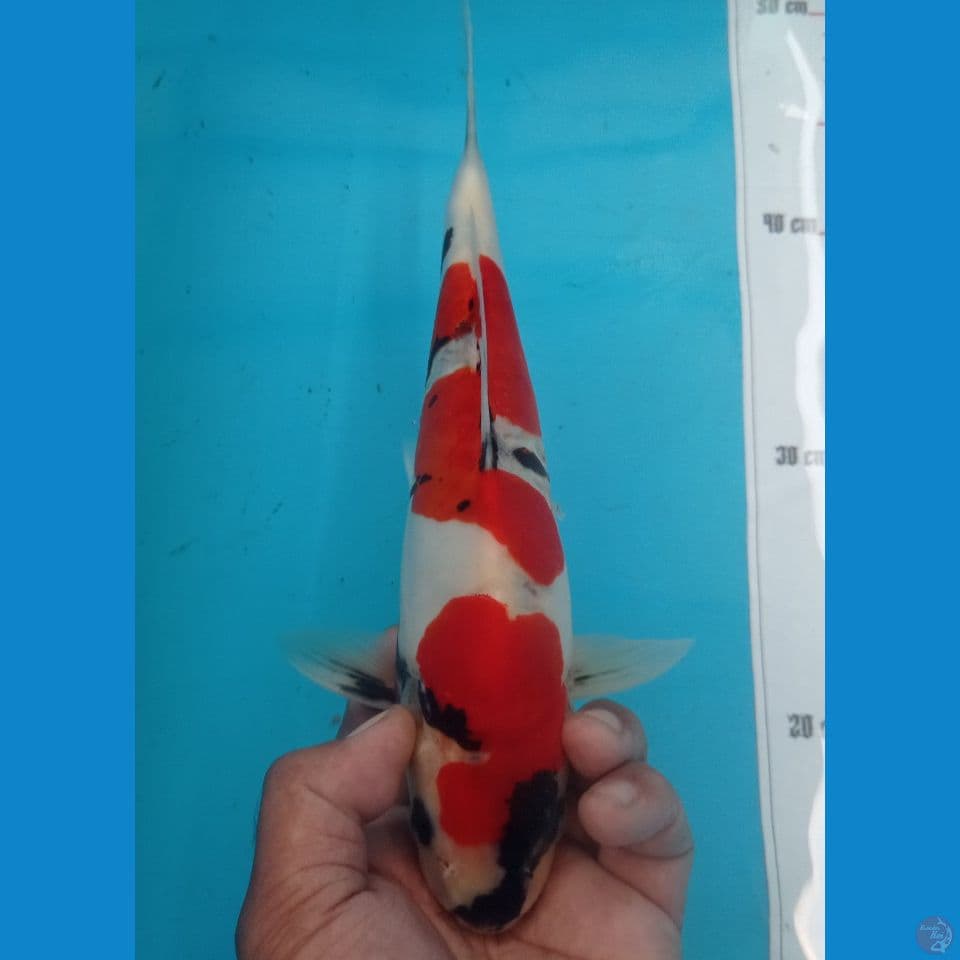 SHOWA DOITS 30CM
