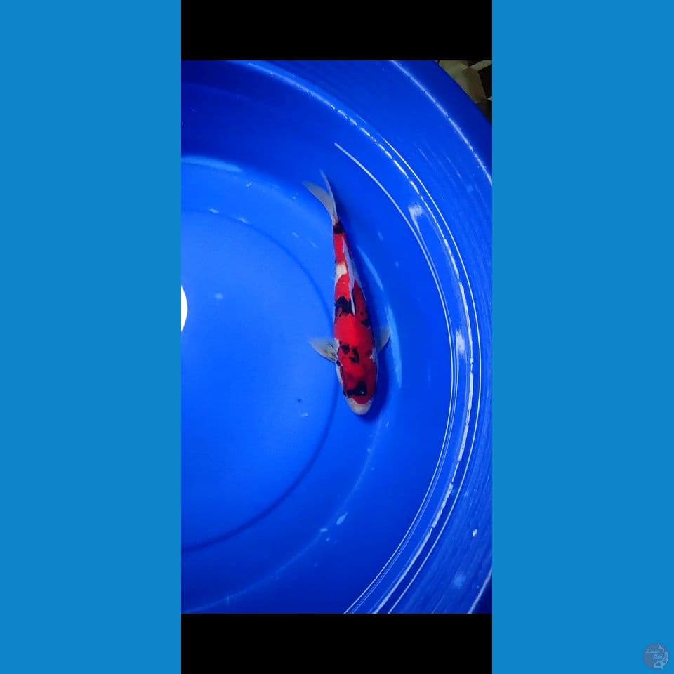 super showa skin halus merah darah. 30 cm 
