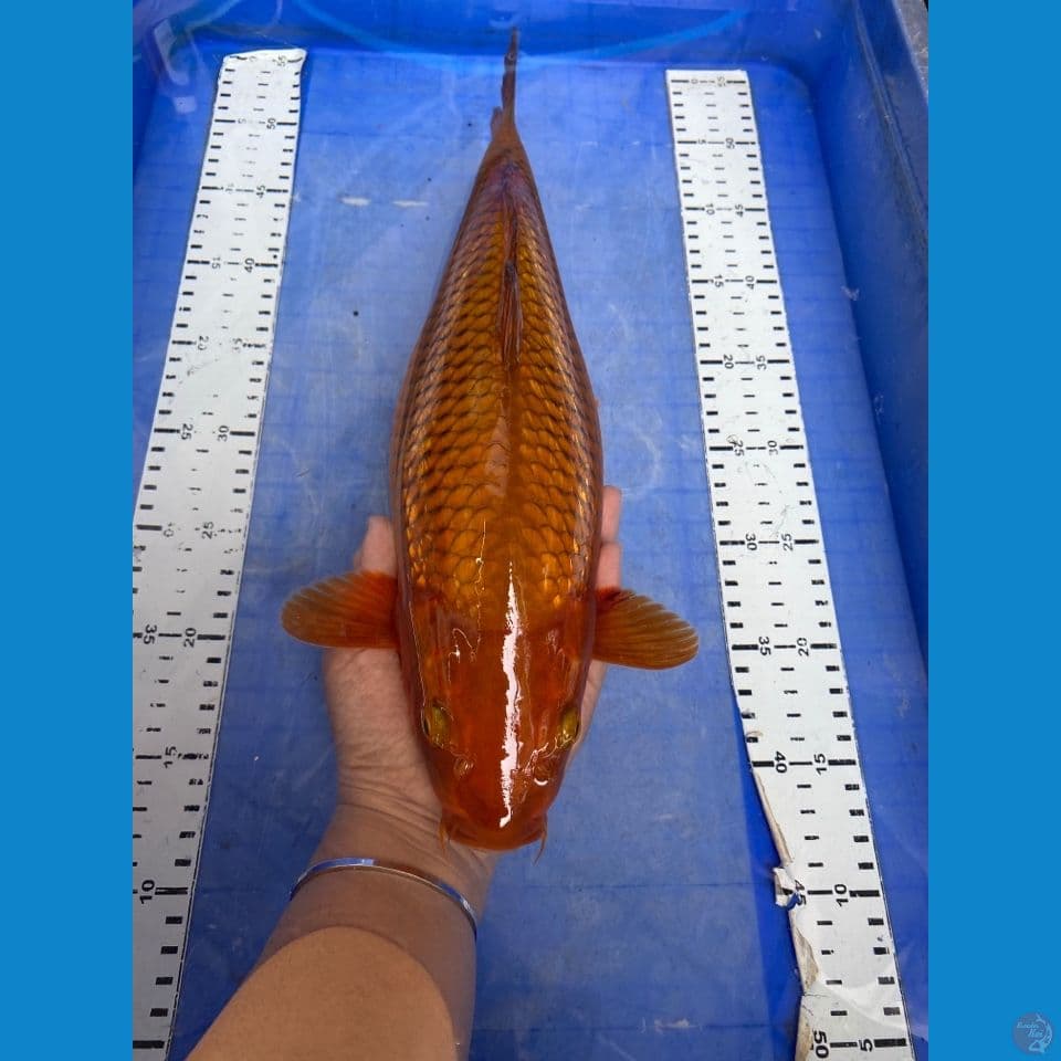 ak5 chagoi 35 punuk