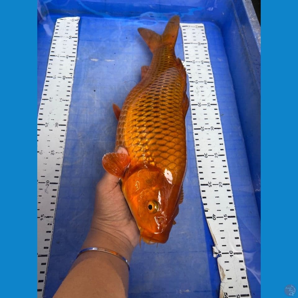 ak5 chagoi 35 punuk