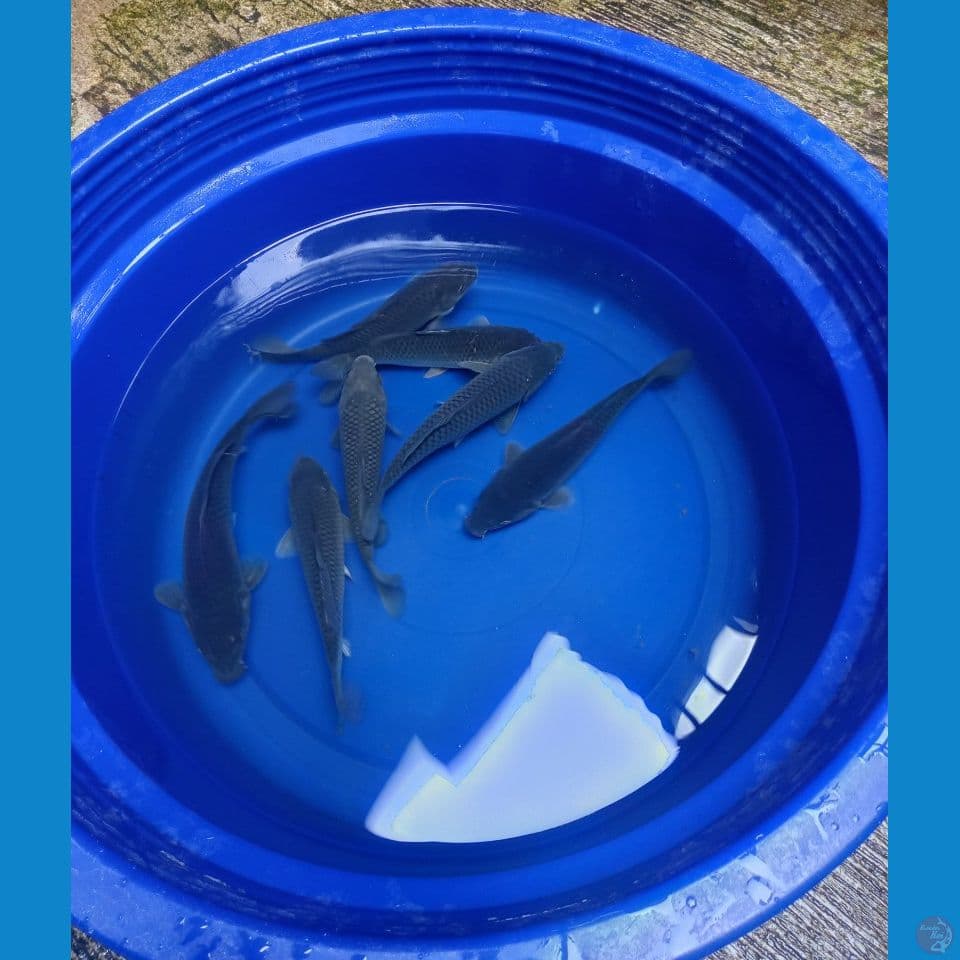 Paket Soragoi Ring Joss 20-24cm™