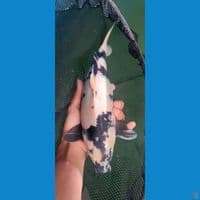 SHOT BODY SHIRO 35BU