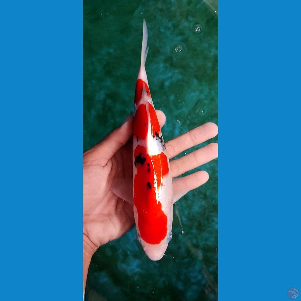 Taiso sanke 25 cm HQ