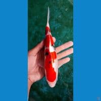 Taiso sanke 25 cm HQ