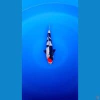 Tancho Showa sumi pekat halus beni tebal 27cm