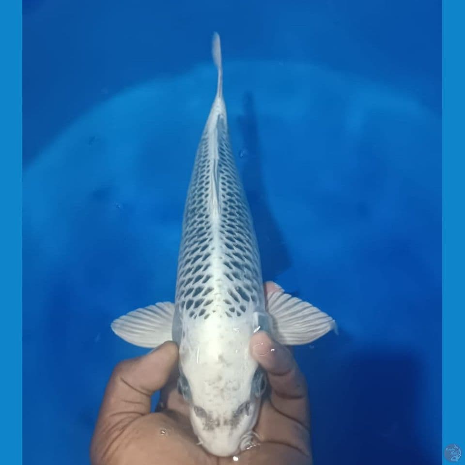 GIN MATSU 38CM