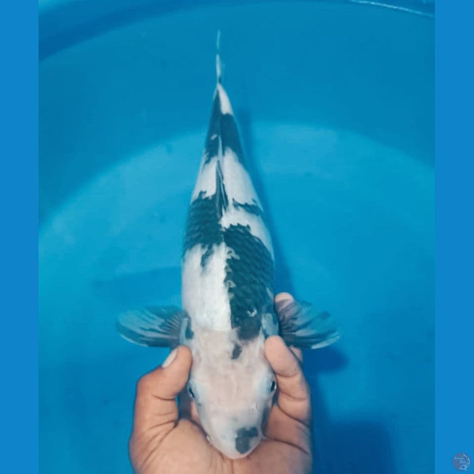 SHIRO 43CM