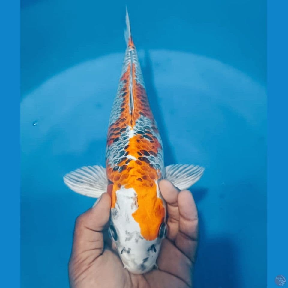 GINGA 40CM
