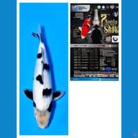 Shiro Bl Omosako 35bu Show Quality