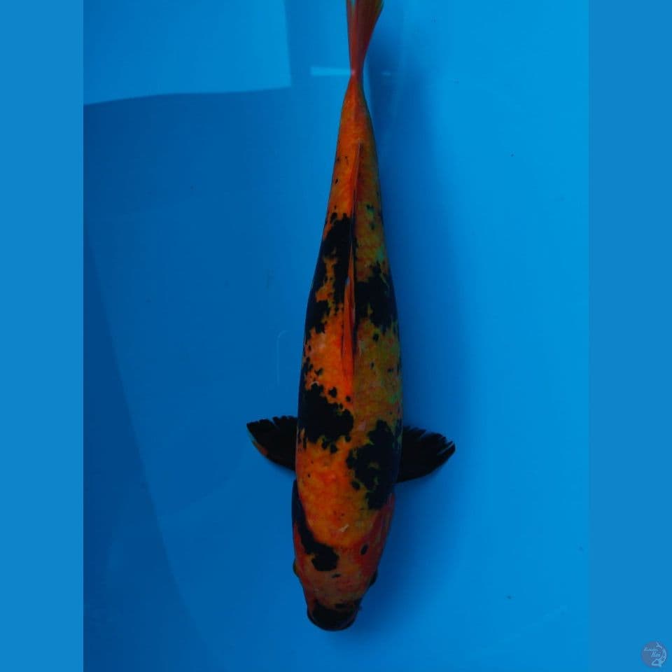 utsuri 38cm