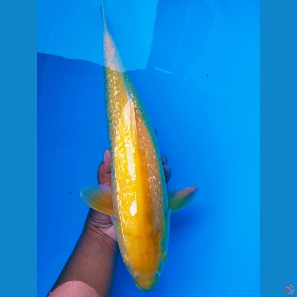 karasi MM 45cm jantan