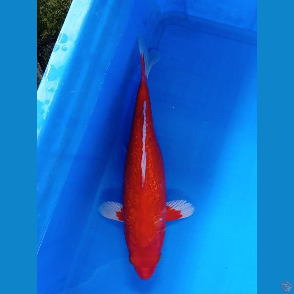 AKA HAJIRO OGON GINRIN F 32CM