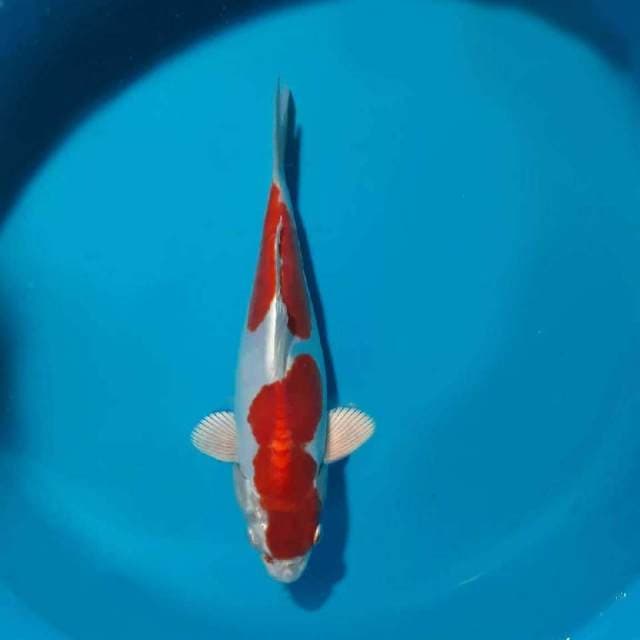 THE REAL DOITSU KOHAKU HIKARI