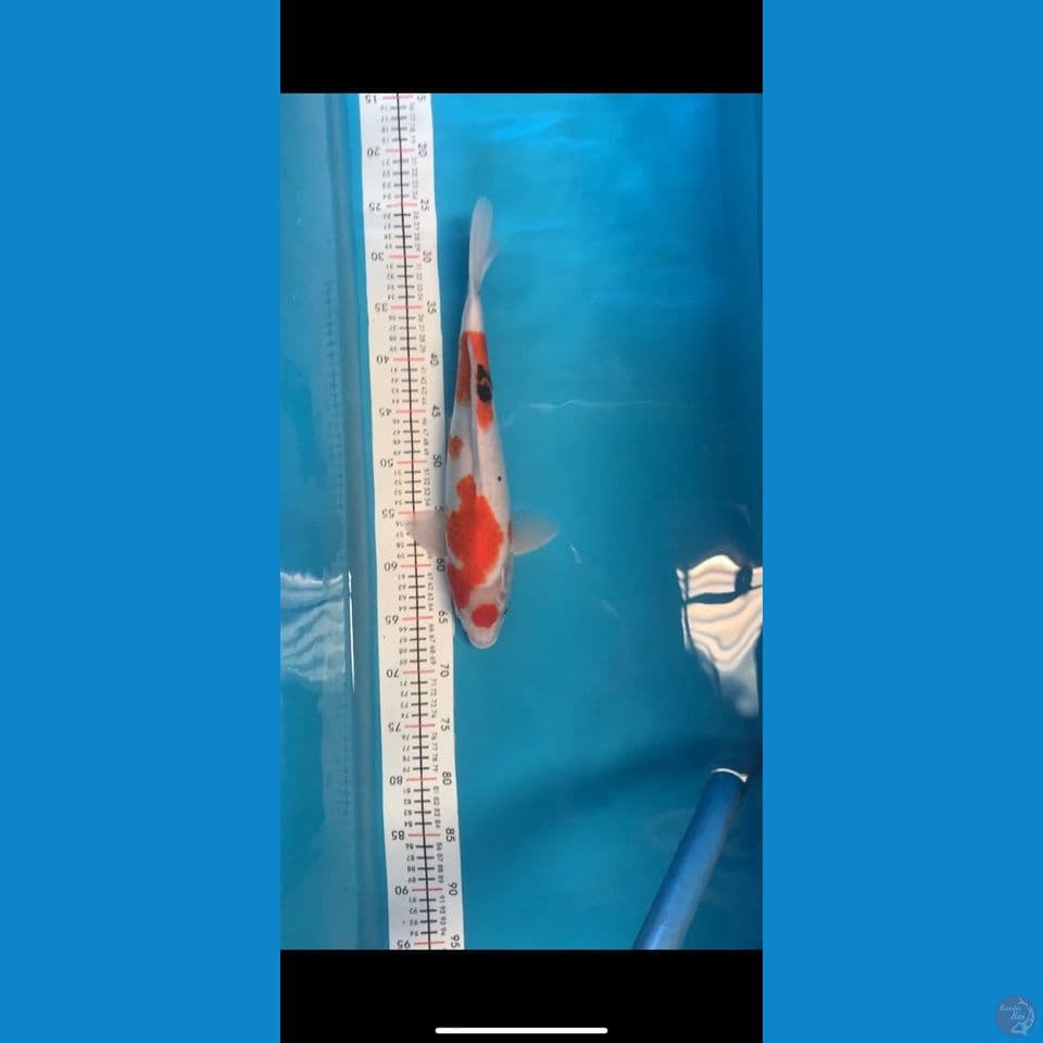 showa male 40cm