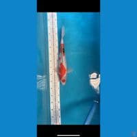 showa male 40cm