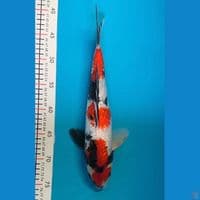 showa male ginrin 35cm